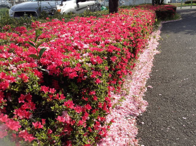 嵐吹き、桜舞散り、ツツジ咲く