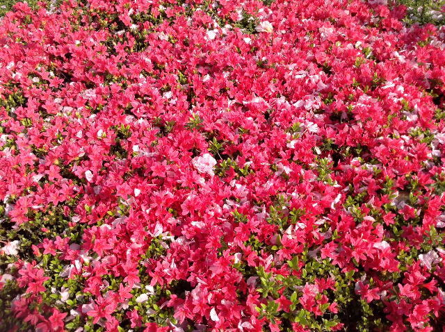 嵐吹き、桜舞散り、ツツジ咲く