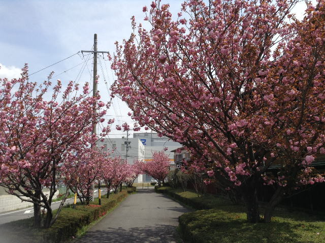 春爛漫